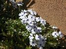 phlox subulata Bavaria