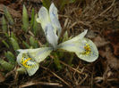 Iris Katharine Hodgkin (2017, March 12)