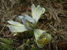 Iris Katharine Hodgkin (2017, March 12)