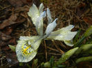 Iris Katharine Hodgkin (2017, March 13)