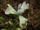 Iris Katharine Hodgkin (2017, March 13)