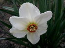Poeticus Actea