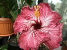 Tahitian Purple Splendor