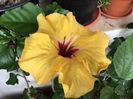 Adonicus Yellow