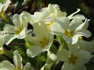 primula galbena1