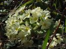 primula galbena2