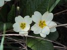 primula galbena3