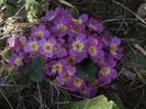 primula roz2