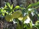 Helleborus Yellow Lady5