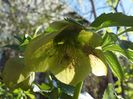 Helleborus Yellow Lady6