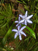 Scilla bifolia_Alpine Squill (2017, Mar.12)