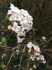 Viburnum botnamesr