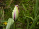 Tulipa Persian Pearl (2017, March 25)