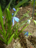 Scilla siberica (2017, March 25)