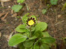 Primula elatior Gold Lace (2017, Mar.25)