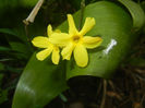 Jasminum nudiflorum(2017, March 25)