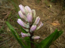 Hyacinth Splendid Cornelia (2017, Mar.25)