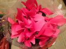 Cyclamen