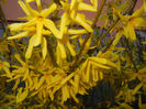 Forsythia x intermedia (2017, April 02)