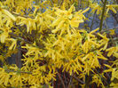 Forsythia x intermedia (2017, April 02)