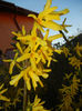 Forsythia x intermedia (2017, April 02)
