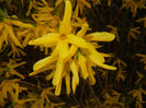 Forsythia x intermedia (2017, April 02)