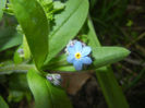 Myosotis alpestris (2017, March 31)