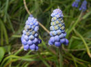 Muscari armeniacum (2017, April 02)