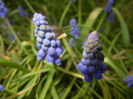 Muscari armeniacum (2017, April 02)