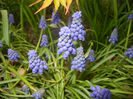 Muscari armeniacum (2017, April 02)