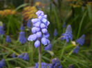 Muscari armeniacum (2017, April 02)