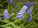 Muscari armeniacum (2017, April 03)