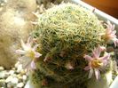 Mammillaria schiedeana ssp. giselae