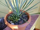 Yucca rostrata