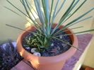 Yucca rostrata