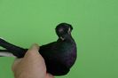 SAM_6791