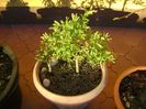 Salix integra Hakuro-nishiki & Gutui japonez
