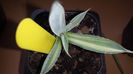 Agave  Potatorum Kissho Khan Variegated