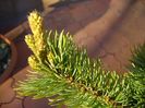 Abies pinsapo & Pinus ”Shizukagoten”