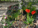 Acer Tsuma Beni si Apeldoorne tulips