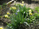 Narcissus Carlton si Blue Delf