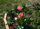 Tulip Pink Perfection -perena !
