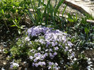 Phlox subulata