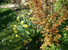 Acer Katsura