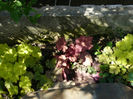Heuchera Citronella si Georgia Peach