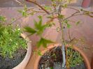 Liquidambar, frunze noi
