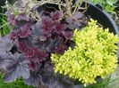 combinatie superba heuchera si berberis