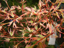 Acer palmatum Butterfly (2017, April 02)