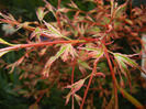 Acer palmatum Butterfly (2017, April 02)