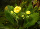 Primula polyanthus Yellow (2017, Apr.02)